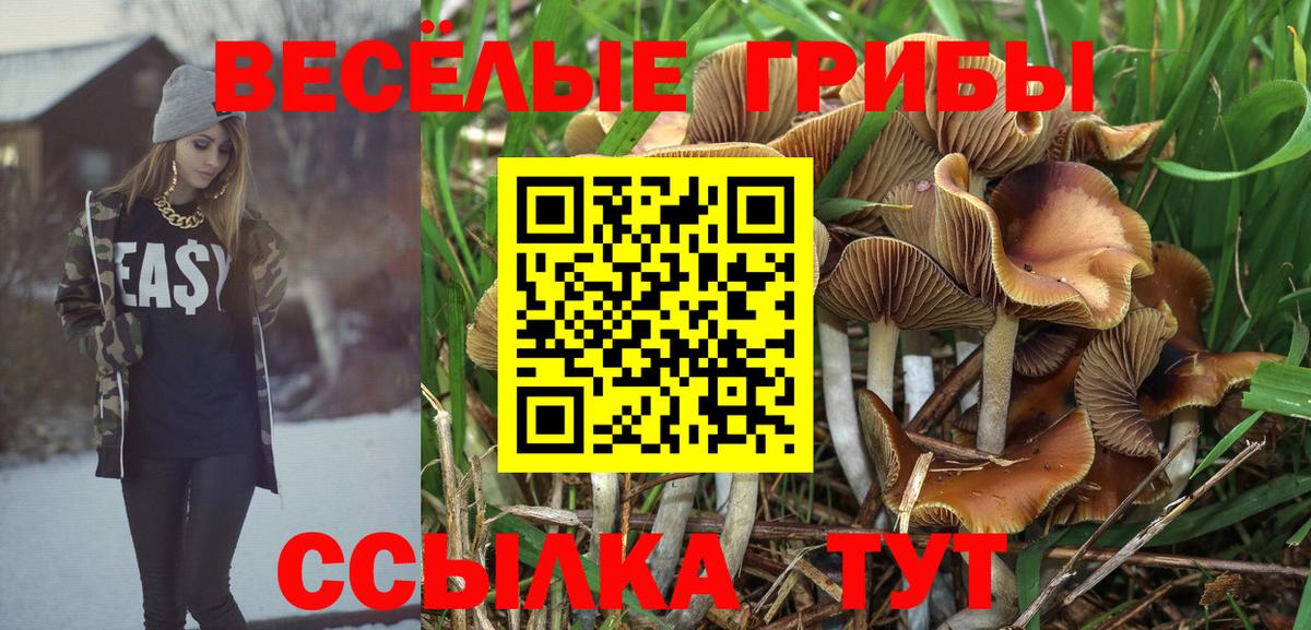 Псилоцибиновые грибы Cubensis  Вход с VPN  Гай 